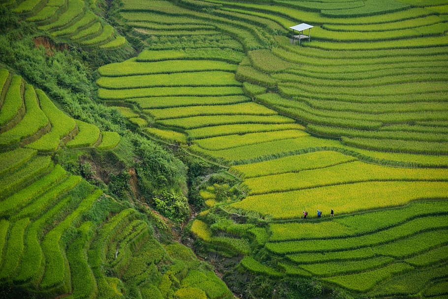 terraços de arroz verde, foto, verde, arroz, terraços, campo, culturas, agricultura, fazenda, camada