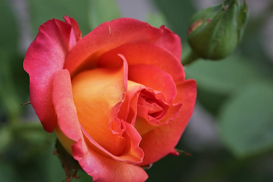 red yellow rose alinka, blooming, colorful, decorative, romantic, summer, nature, outdoor, flowering plant, flower