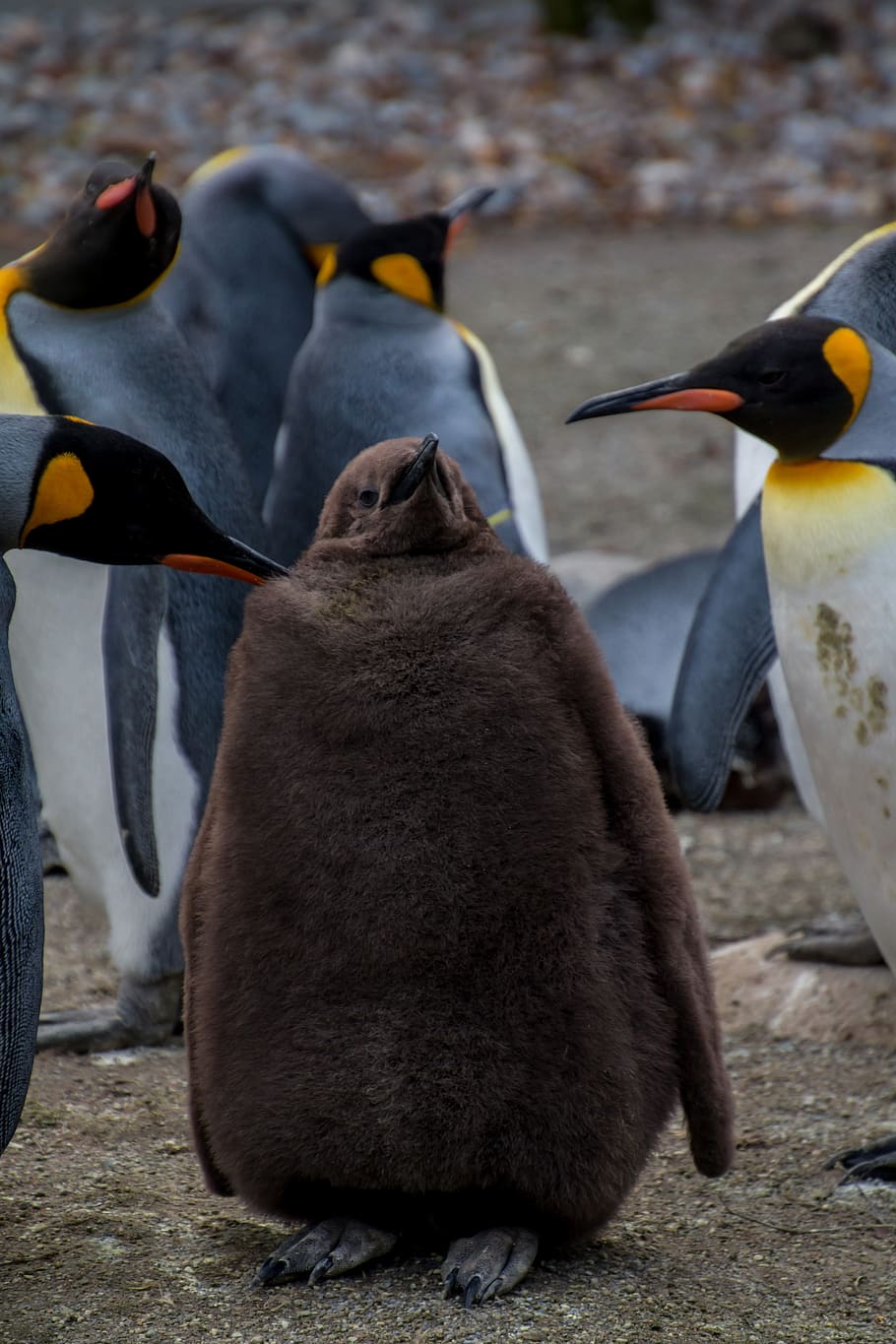 penguin, pingu, young penguin, baby, parents, concerns, concern, king penguin, emperor penguin, animal themes