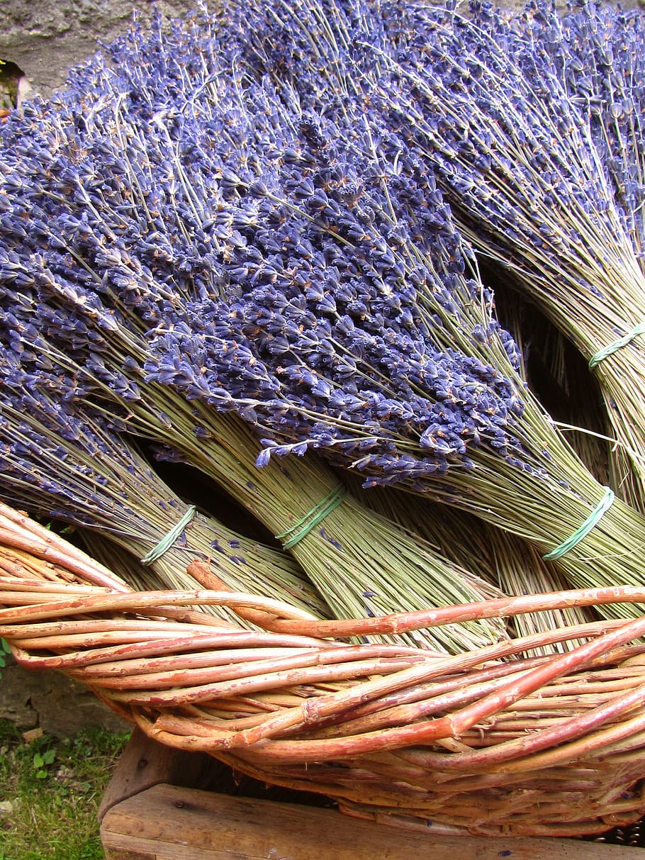 lavender, dried, plant, fragrance, flowers, decoration, aromatic, medicinal plant, violet, dry