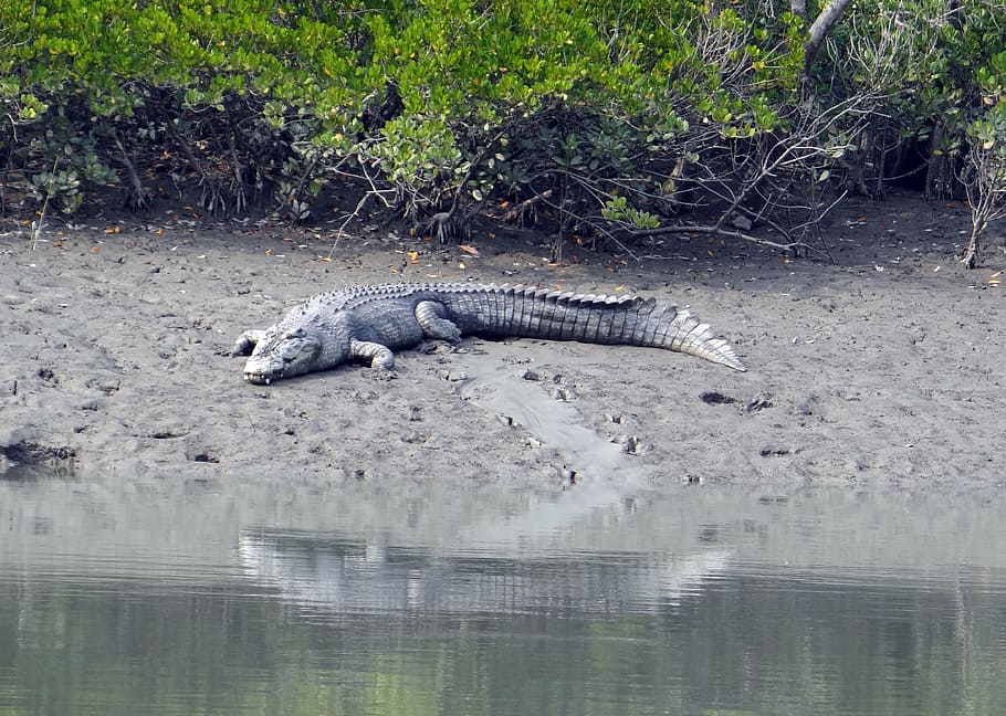 cocodrilo de agua salada, crocodylus porosus, estuario, cocodrilo indo-pacífico, cocodrilo marino, marino, animal, carnívoro, sundarbans, pantano