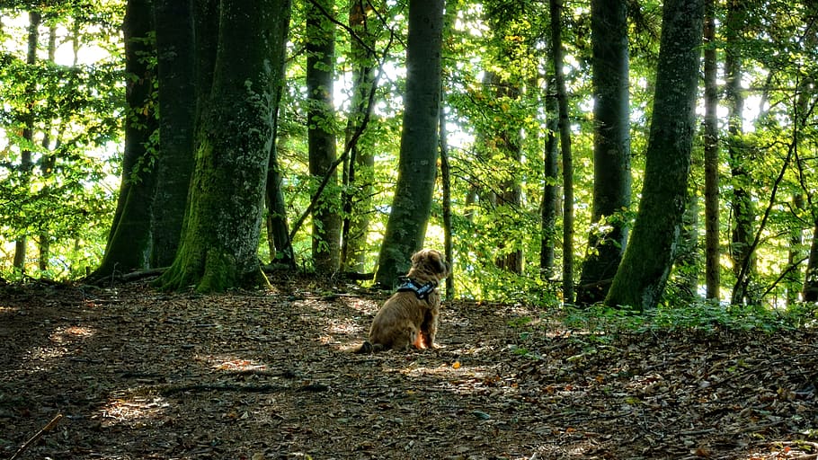 dog, animal, forest, mixed forest, autumn, rest, silent, nature, forestry, trees