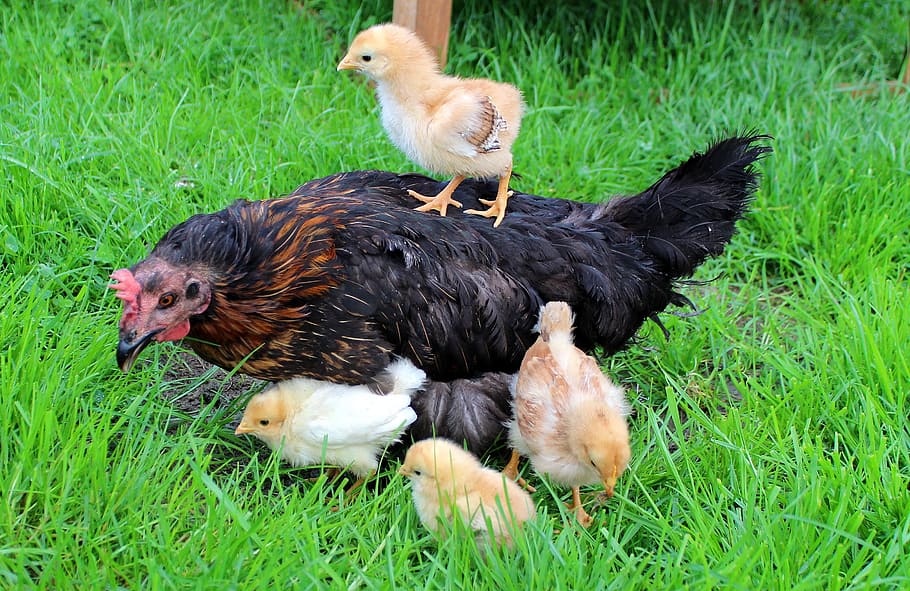 chick, walking, back, black, hen, chicks, yellow, mother hen, chick on the back of the hen, cute