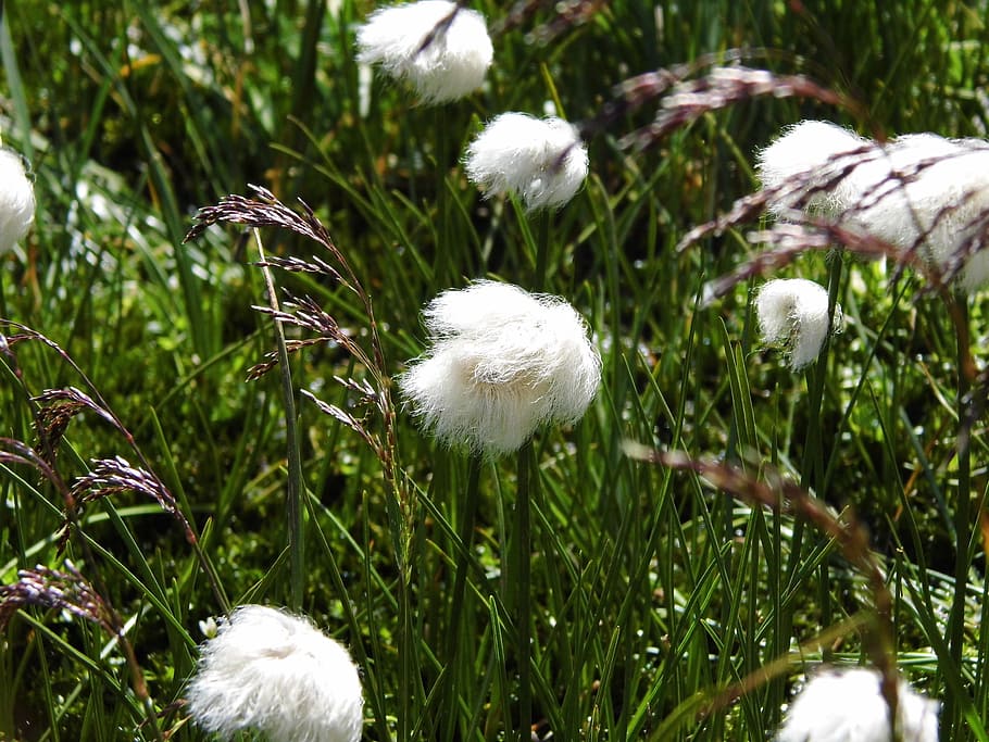 grasses, white, alpine cottongrass, cotton balls, soft, nature, plant, alphabet, white color, growth