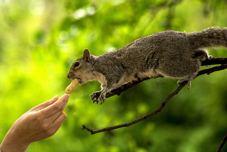 person, giving, peanut, squirrel, hand, animal, nature, fur, brown, eating