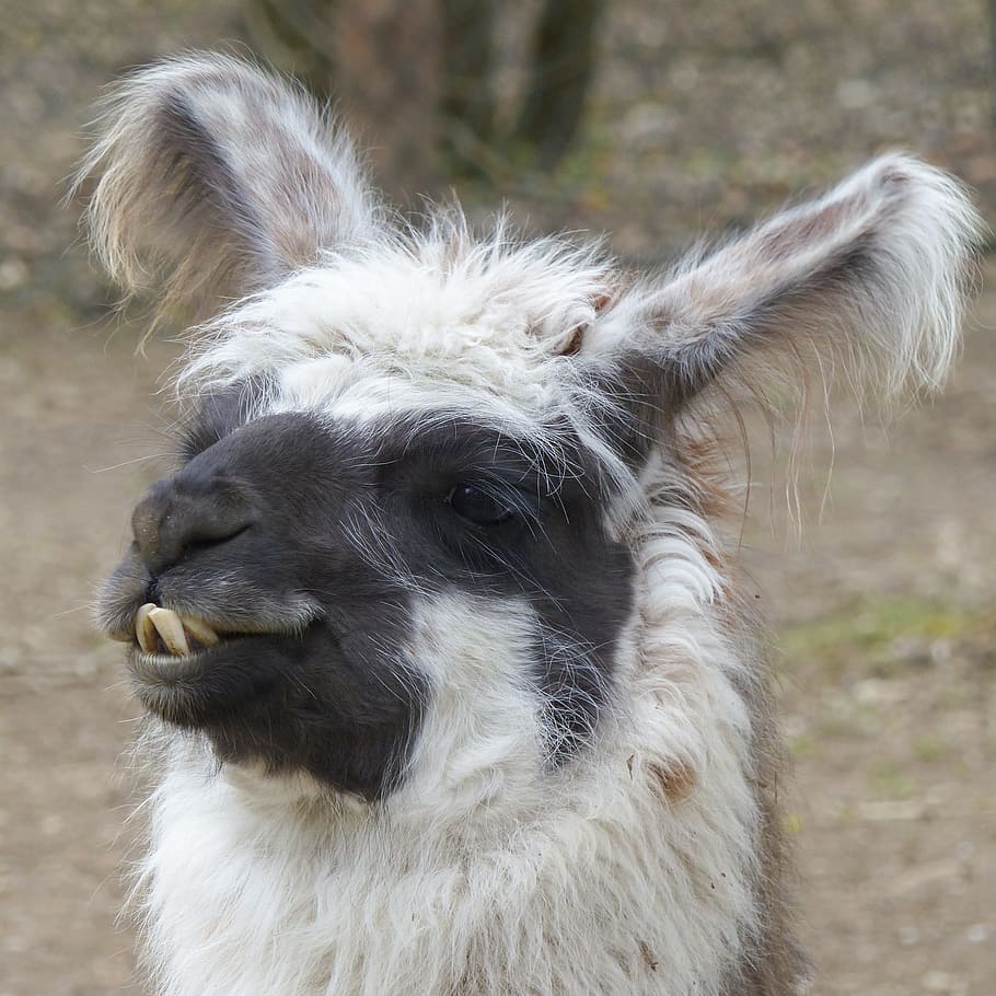 close-up photo, white, llama, alpaca, head, portrait, camel, animal, desert, outside