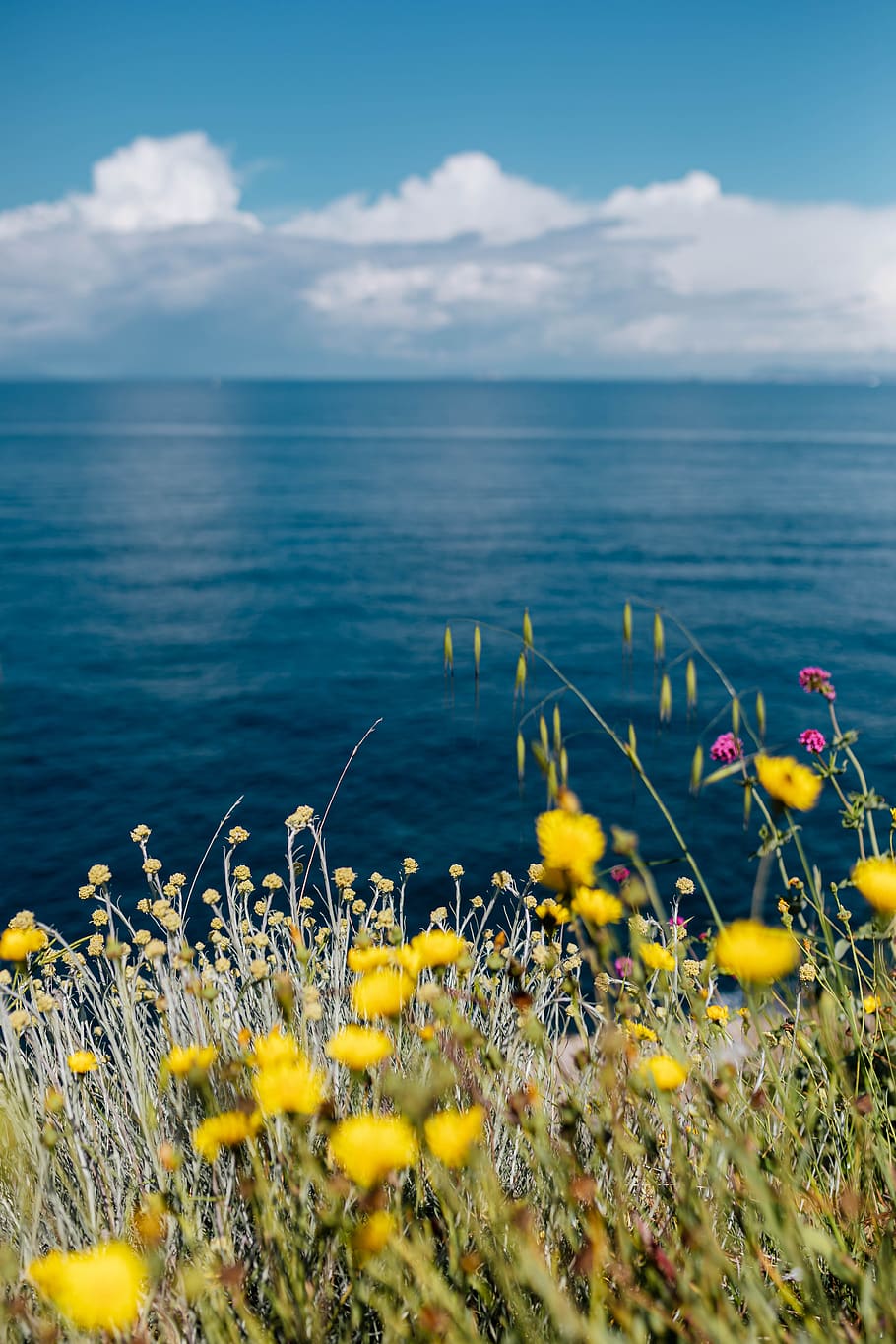 wild flowers, flowers, Italy, campania, flora, Wild, Amalfi, Coast, beauty in nature, flower