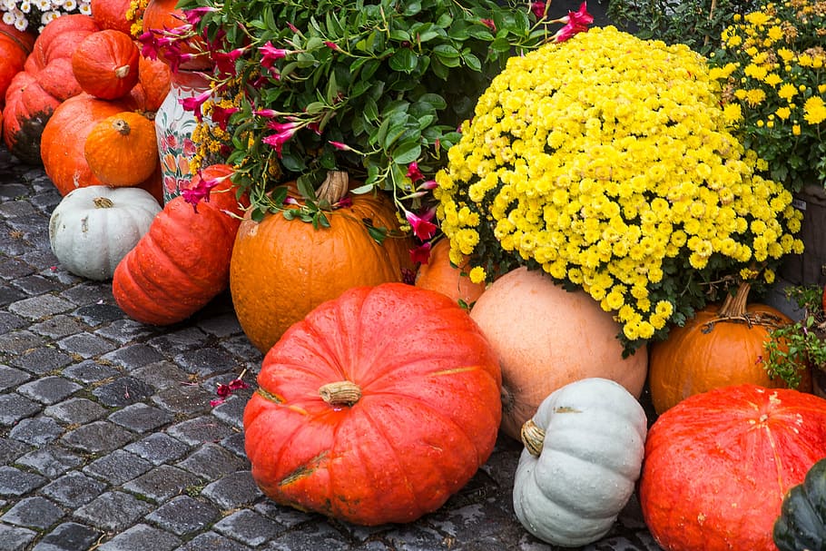 berbagai macam warna labu, taman bunga, siang hari, labu, ucapan syukur, sup labu, halloween, pertanian, motif musim gugur, kesegaran