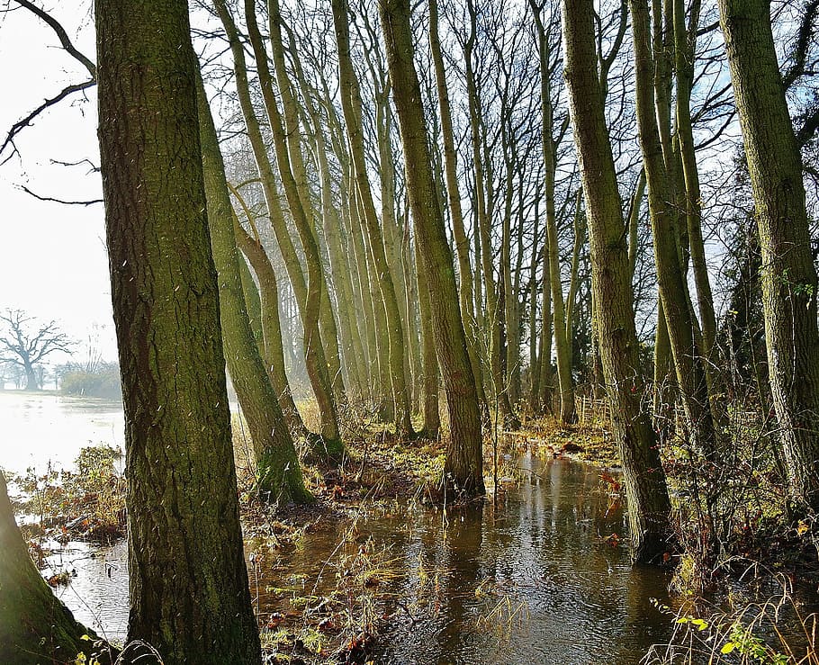 Flooded Forest, Frost, Winter, Fields, winter, fields, countryside, country, landscape, trees, forest