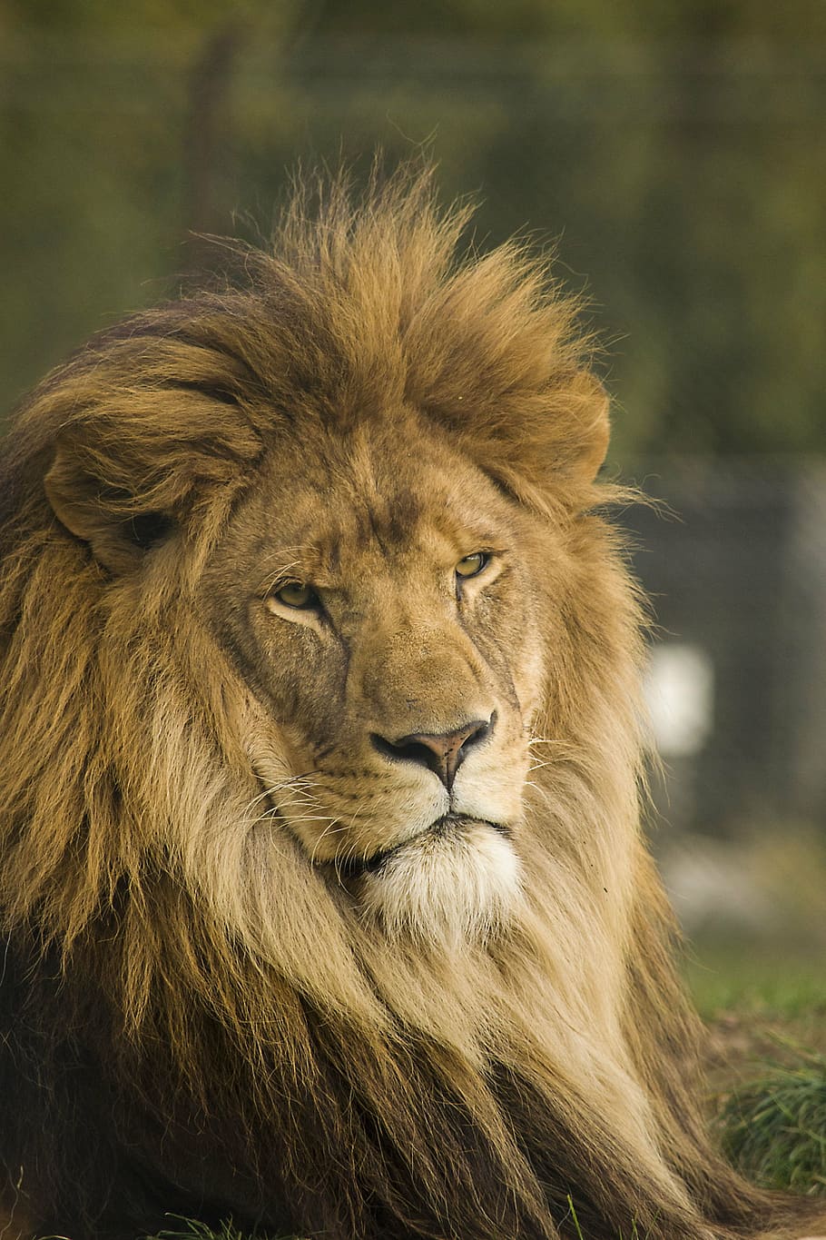 male, lion, tilt shift photography, wild, cat, power, leader, mane, one animal, lion - feline