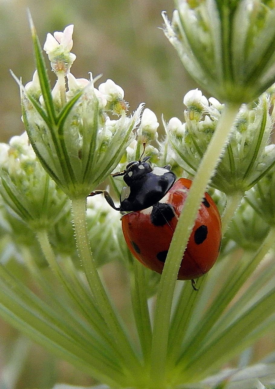 Ladybug, Ladybird, Macro, sedmitečné, insect, one animal, animals in the wild, animal wildlife, animal themes, animal