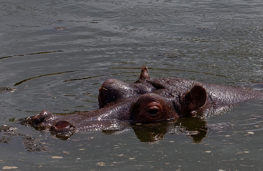 hipopótamo, hipopótamo na água, cabeça de hipopótamo, imersão, hipopótamo africano, agua, um animal, temas animais, animal, animais selvagens