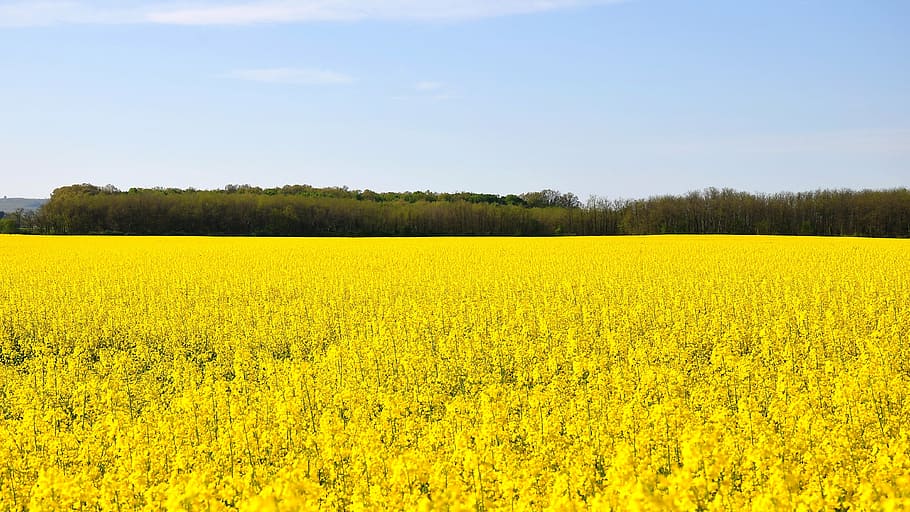 yellow, flower field, blue, clear, sky, daytime, spring, canola field, nature, oilseed Rape