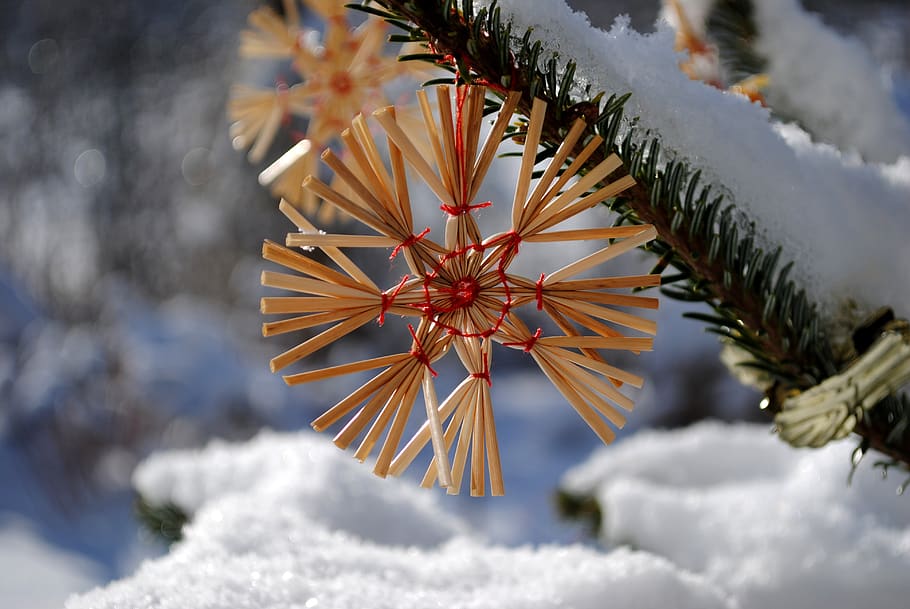 strohstern, christmas, snow, fir tree, star, winter, cold temperature, nature, day, close-up