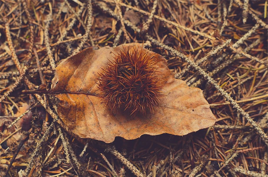 close-up photography, brown, fruit, withered, leaf, dried, ground, sticks, nature, field
