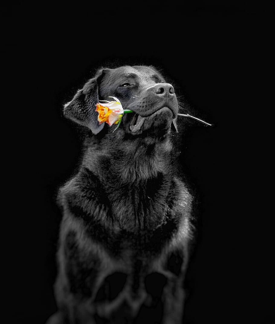 anjing, menggigit, kuning, mawar, bunga, laboratorium, hewan, imut, Warna hitam, Latar belakang hitam