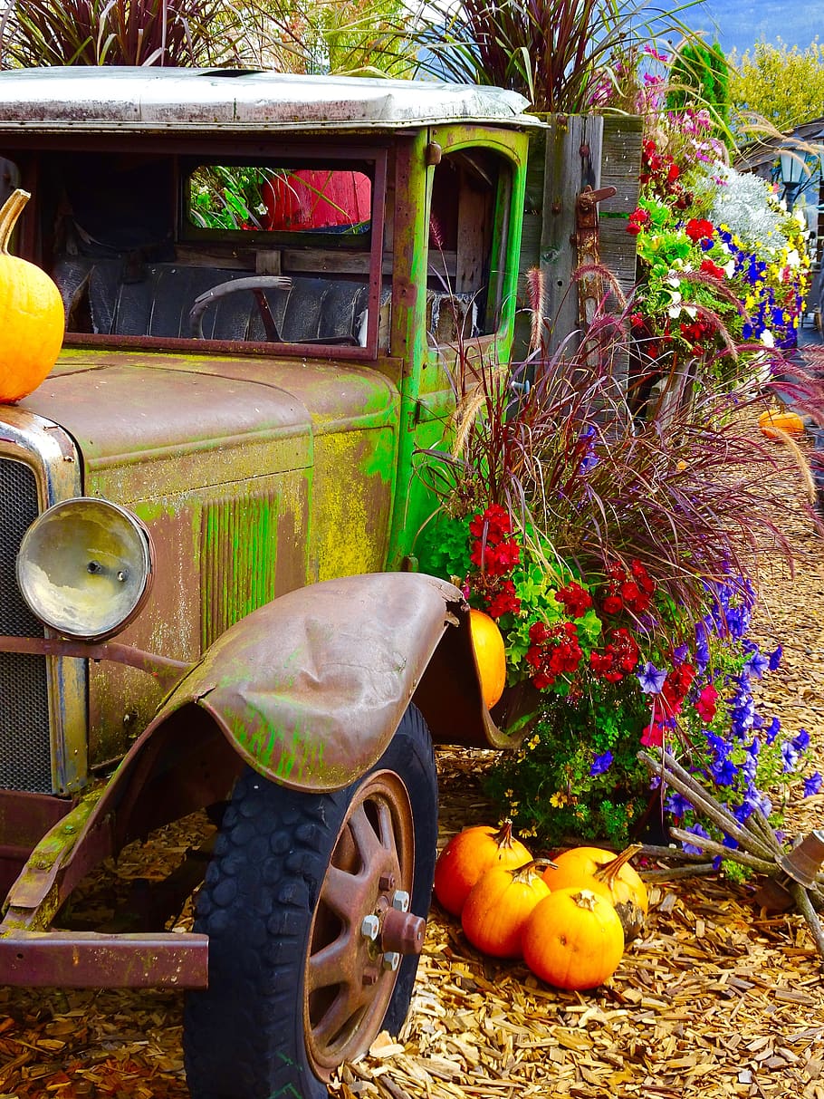 truck, pumpkins, flowers, display, decoration, mode of transportation, transportation, land vehicle, day, car