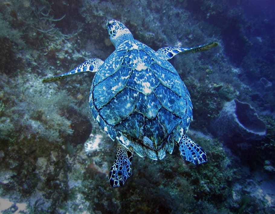 Turtle, Sea, Green, Reptile, sea, green, swimming, nature, wildlife, ocean, water
