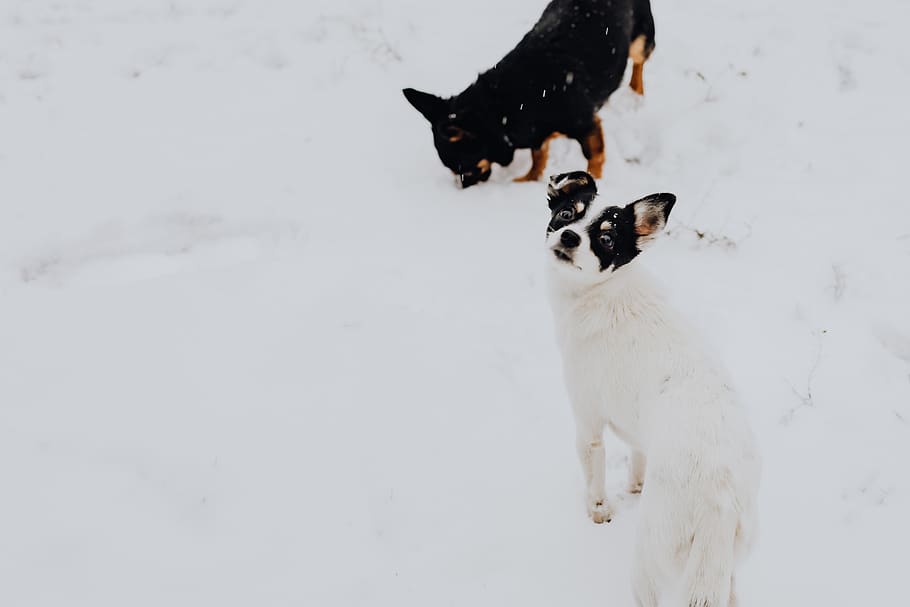 anjing, kecil, anak anjing, membelai, hewan peliharaan, hewan, salju, musim dingin, di luar, kesenangan