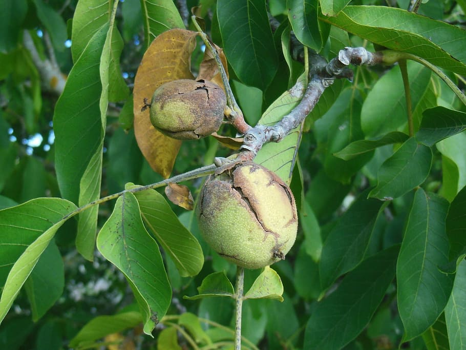 walnut, nut, plant, tree, organic, agriculture, outdoors, environment, leaves, branches
