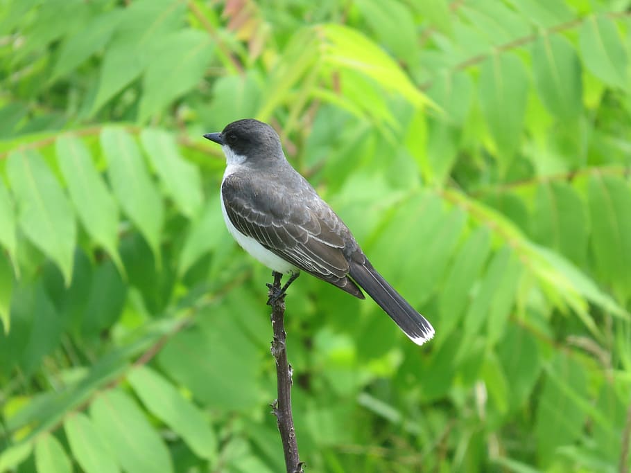 eastern kingbird, bird, wildlife, animal, beak, avian, feathers, wing, ecology, environment
