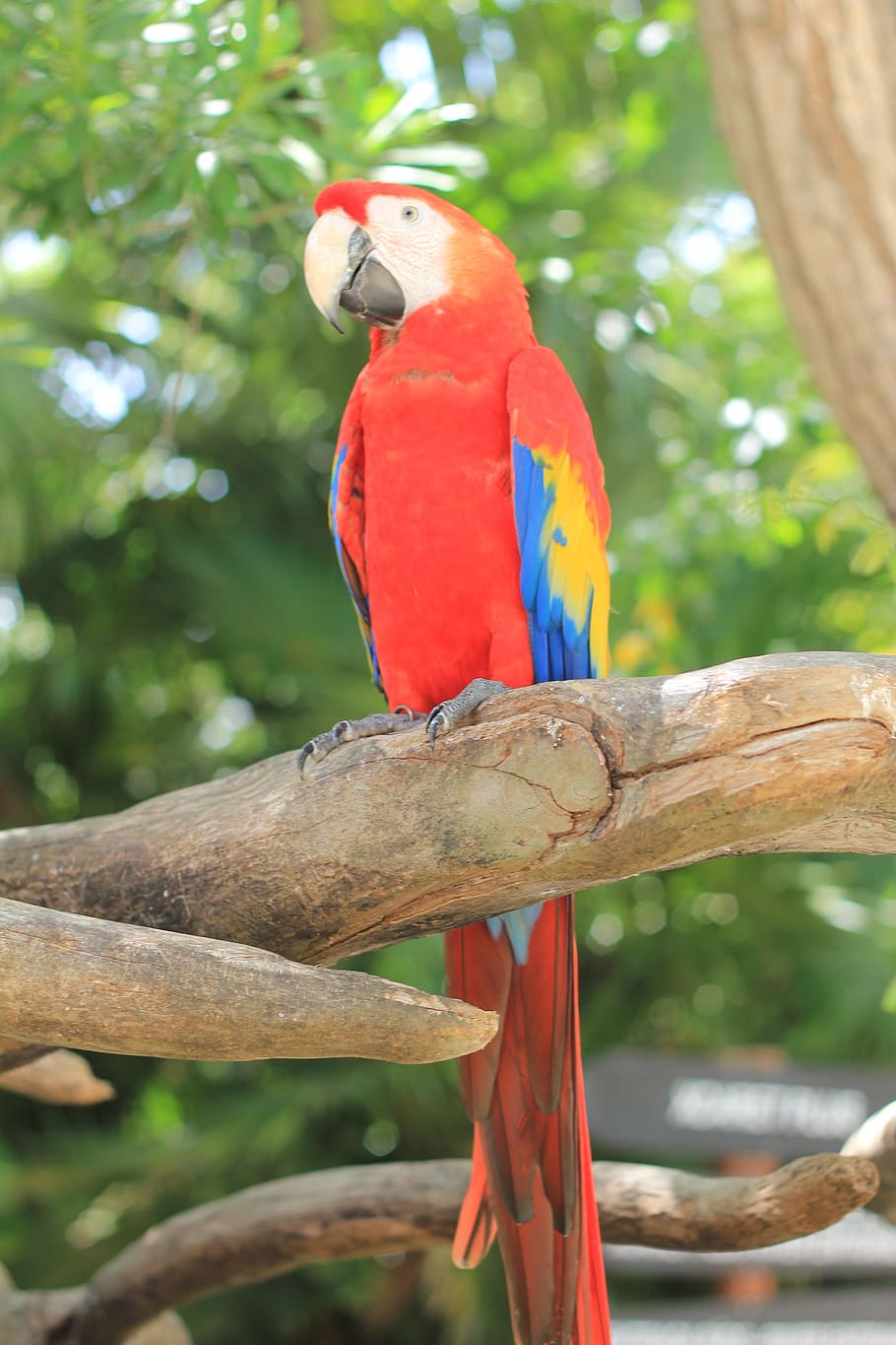 parrot, scarlet macaw, ave, macaw, bird, zoo, nature, exotic bird, pen, animal