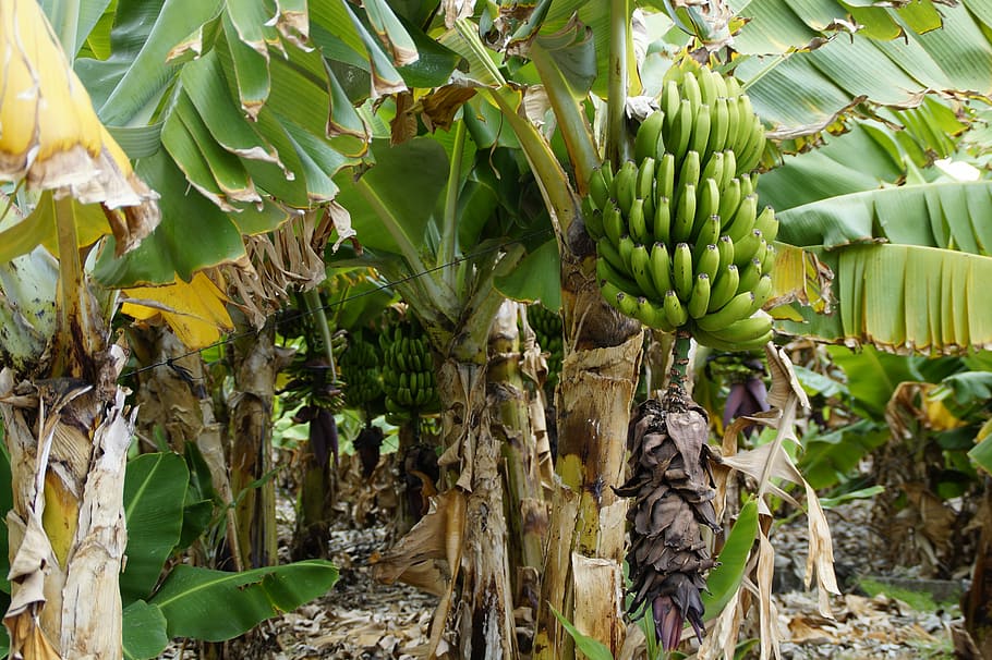 bananas, banana shrub, banana plantation, banana, banana plant, green, fruit, food, banana tree, plant