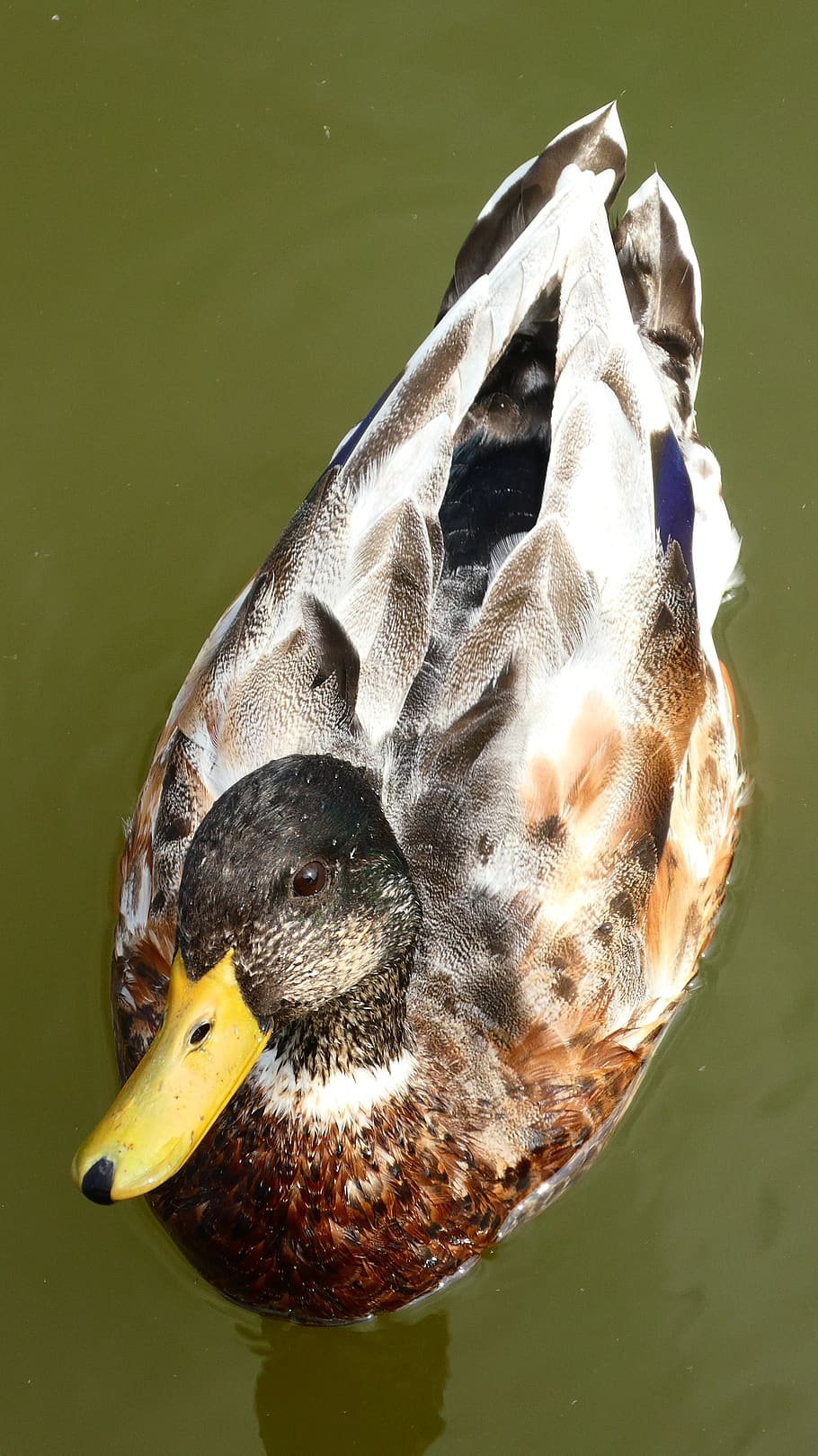 Bebek Itik Jantan Burung Burung Air Burung Bebek Hewan Bulu Tagihan Laki Laki Kolam Pxfuel