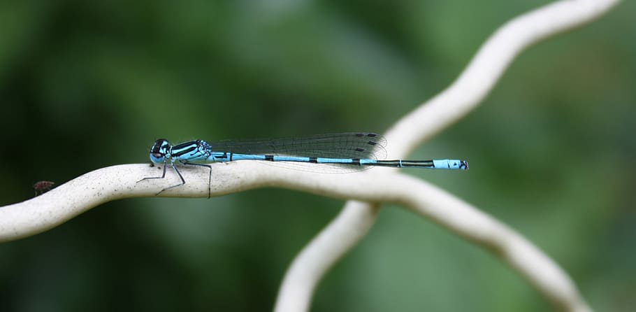 dama de honor azul herradura, pequeña libélula, libélula, dama de honor azul, coenagrion puella, cierre, insecto de vuelo, libélula azul, insecto, azul