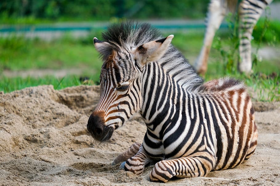 zebra, young animal, striped, animal, stripes, foal, crosswalk, zoo, animal world, sweet