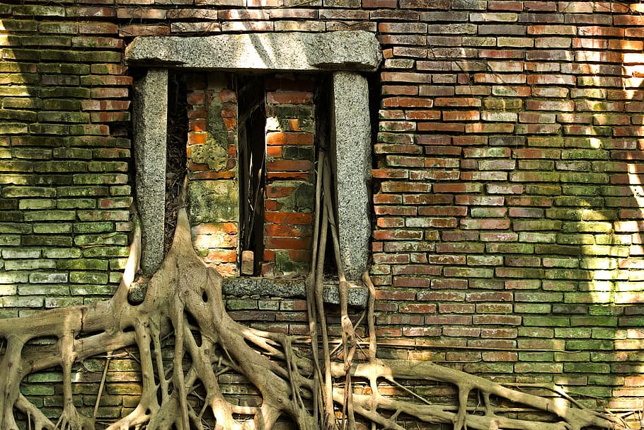 brown bricked wall, brown, green, concrete, brick, wall, tree, roots, house, home