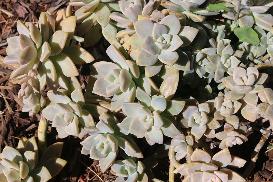 plant, outdoor, succulent, garden, summer, nature, spring, soil, sun, backyard