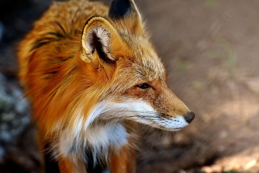close, photography, red, fox, close up, red fox, fuchs, animal world, wild animal, wildlife photography