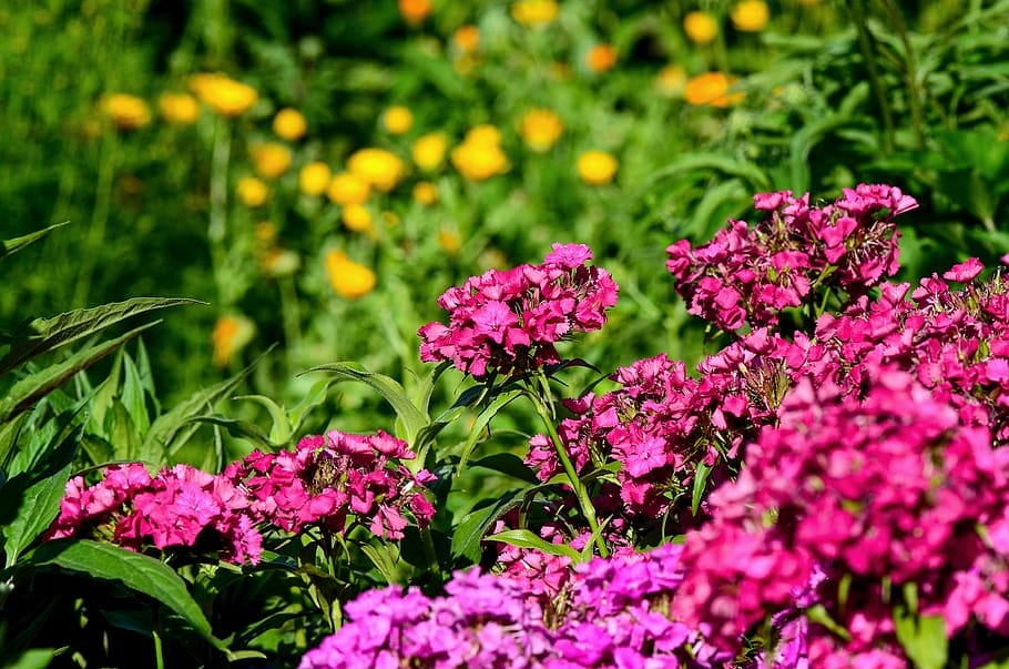 bart cloves, nature, dianthus, garden, plant, pink, beautiful, inflorescence, flower garden, flowering plant
