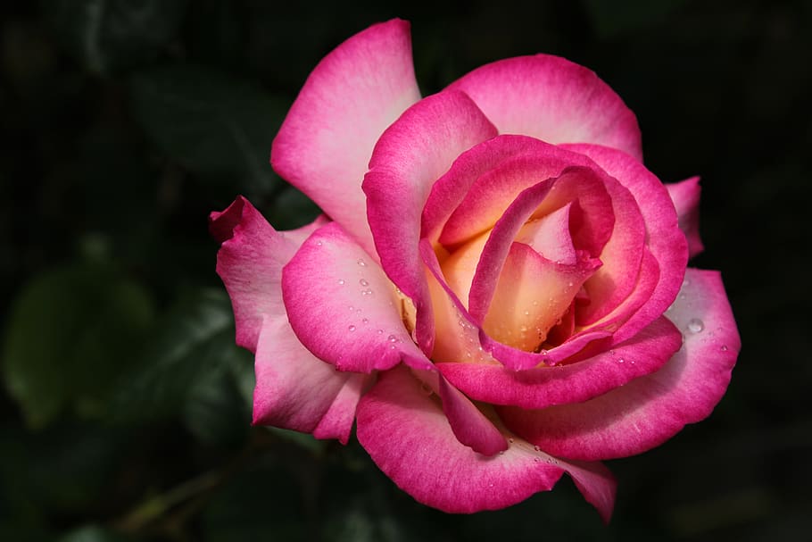 rosa, rosa bicolor, gota de água, sentimento, paixão, plano de fundo, flor, rosas cor de rosa, rosas flores, jardim de flores