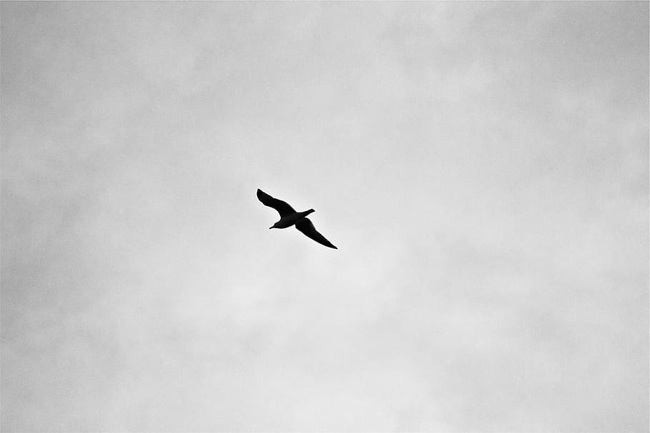 burung, udara, siang hari, bayangan hitam, penerbangan, langit, hitam dan putih, di luar ruangan, hari, satu hewan