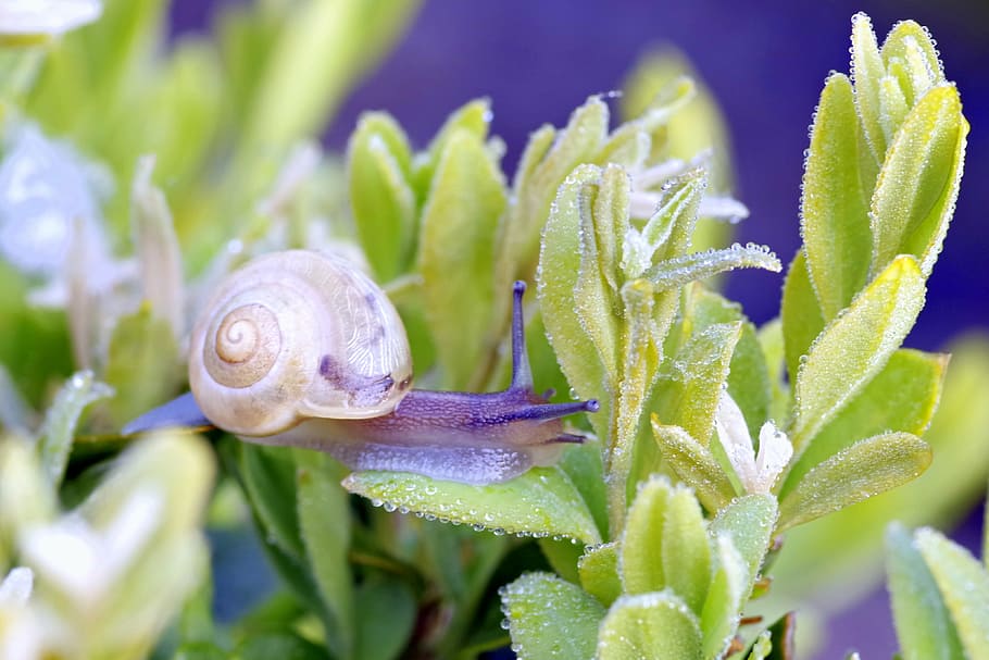 snail, plant, foliage, green, rosa, wet, drops, water, horns, macro
