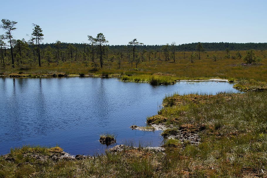 湿原, 荒れ地, 草, 湿地, 自然保護, 自然保護区, 自然, 風景, 湿った, スウェーデン