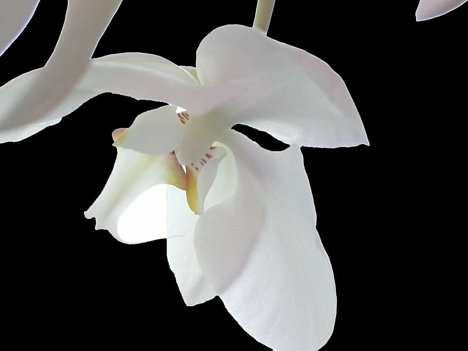 orquídea, blanco, flor, florecer, violeta blanca, orquídea salvaje,  orquídea blanca, planta, prado de orquídeas, blanco y negro | Pxfuel