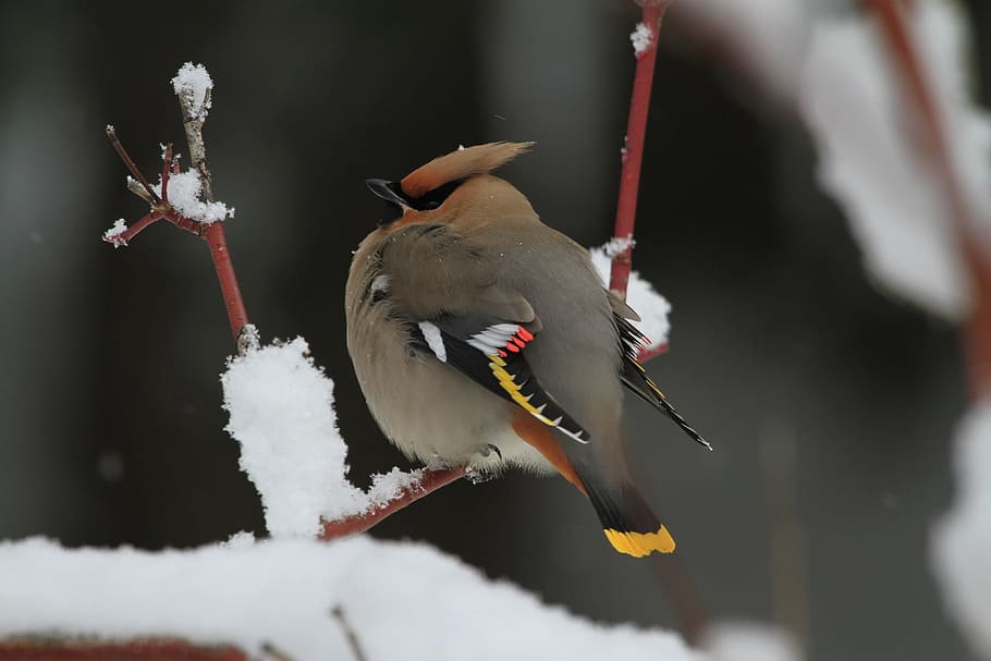brown, black, bird, tree branch, bohemian waxwing, wildlife, nature, snow, perched, close up