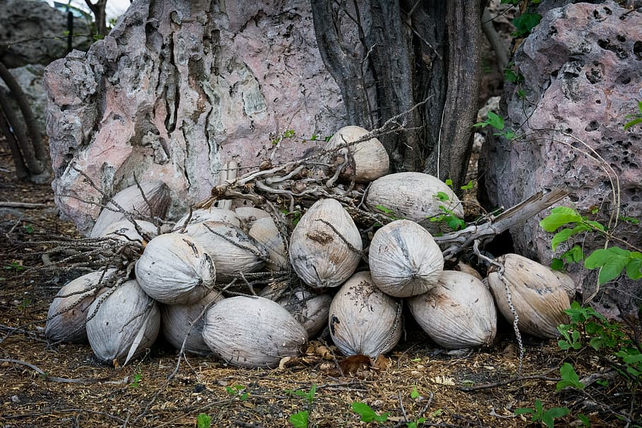 coconuts, branches, nature, day, tree, plant, land, outdoors, food, vegetable