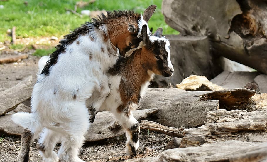 goats, young animals, playful, romp, cute, small, young, fur, quadruped, animal themes