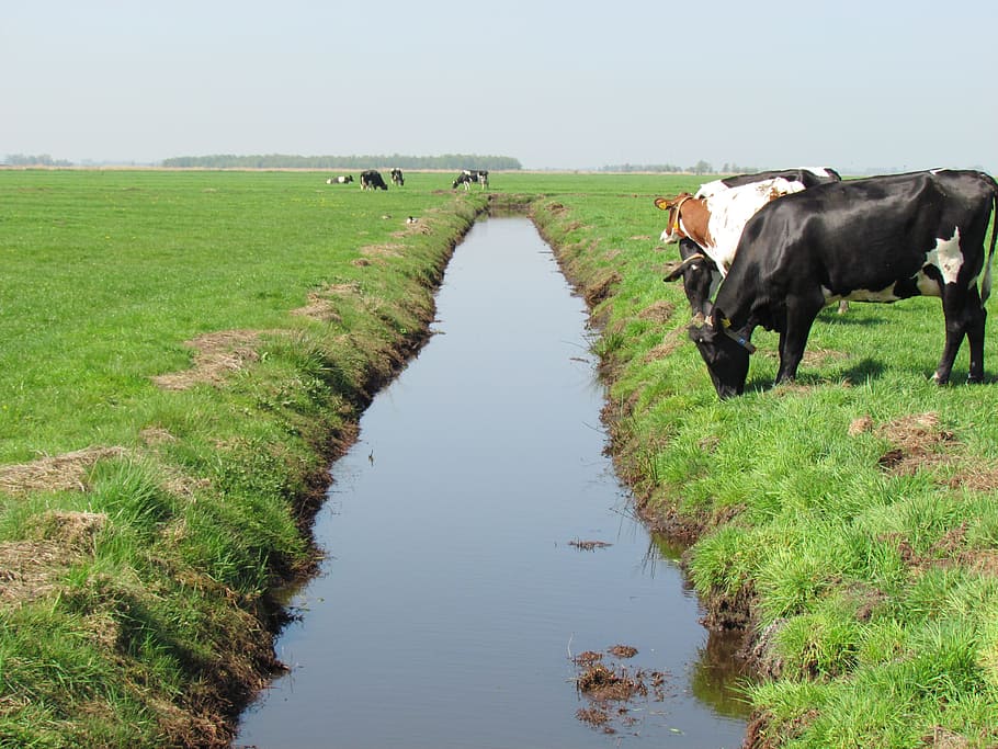 Cow, Cows, Pasture, Landscape, Whey, grass, ditch, netherlands, holland, animals