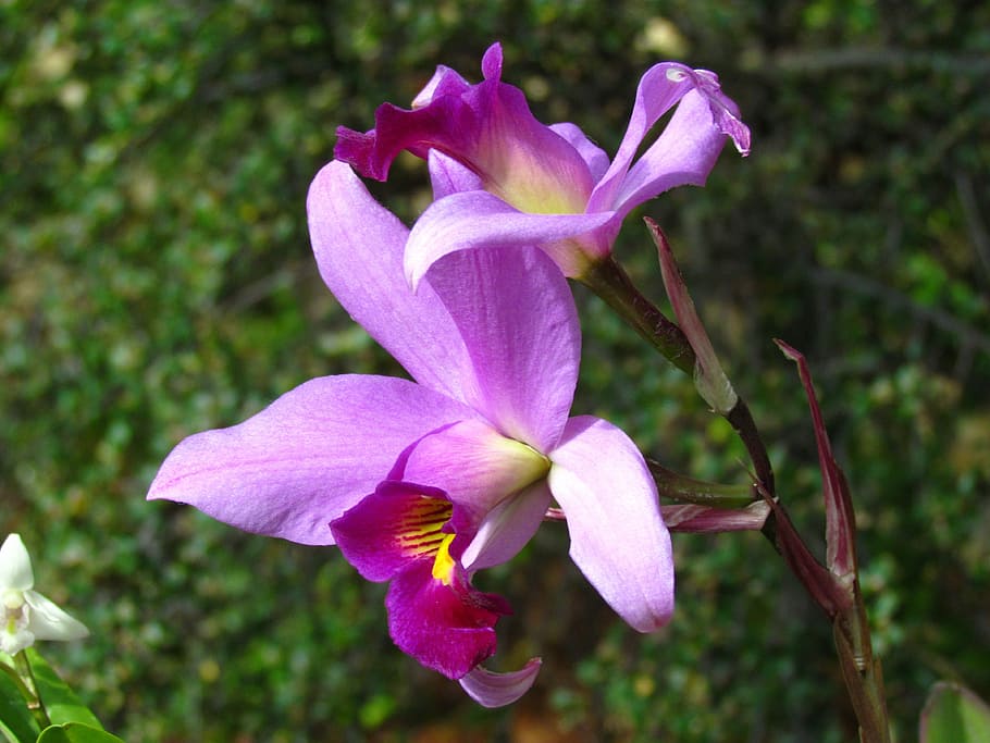 Orchid, Fuchsia, Petals, Show, orchid show, nature, bloom, flower, petal, plant