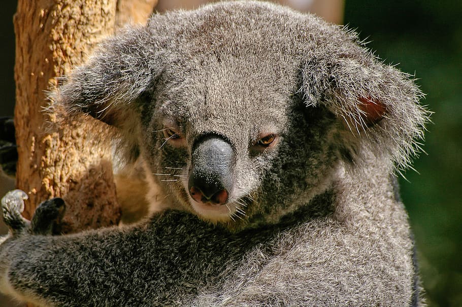 close, grey, koala, bear, marsupial, furry, icon, australia, animal, cute