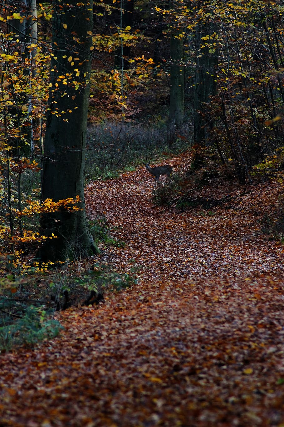 hutan, musim gugur, daun, rusa roe, oranye, sihir, romantis, jalan hutan, alam, pohon