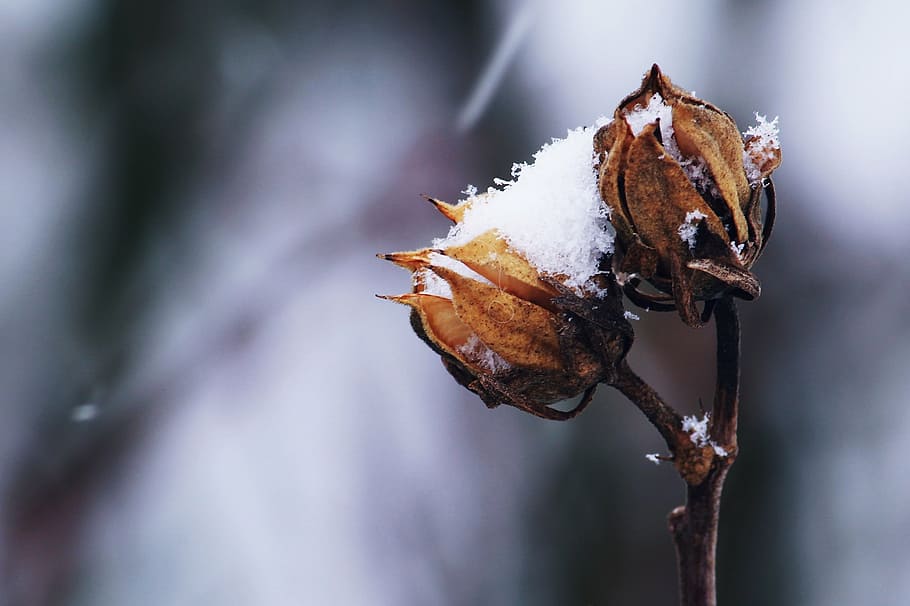 closeup, photography, withered, flower, snow, winter, white, wintry, cold, nature