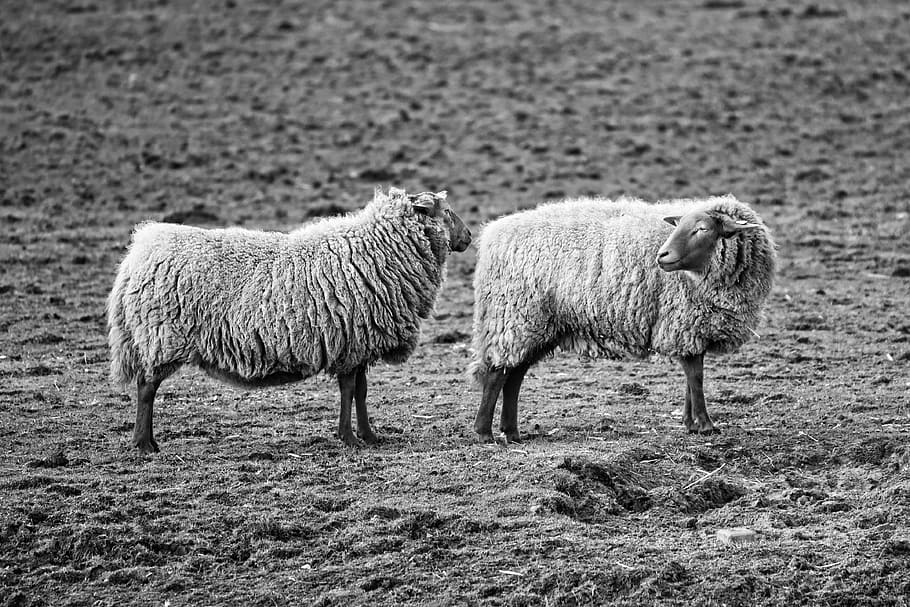 grayscale photo, sheeps, sheep, animal, mammal, ruminant, cloven hoofed, ewe, wool, livestock