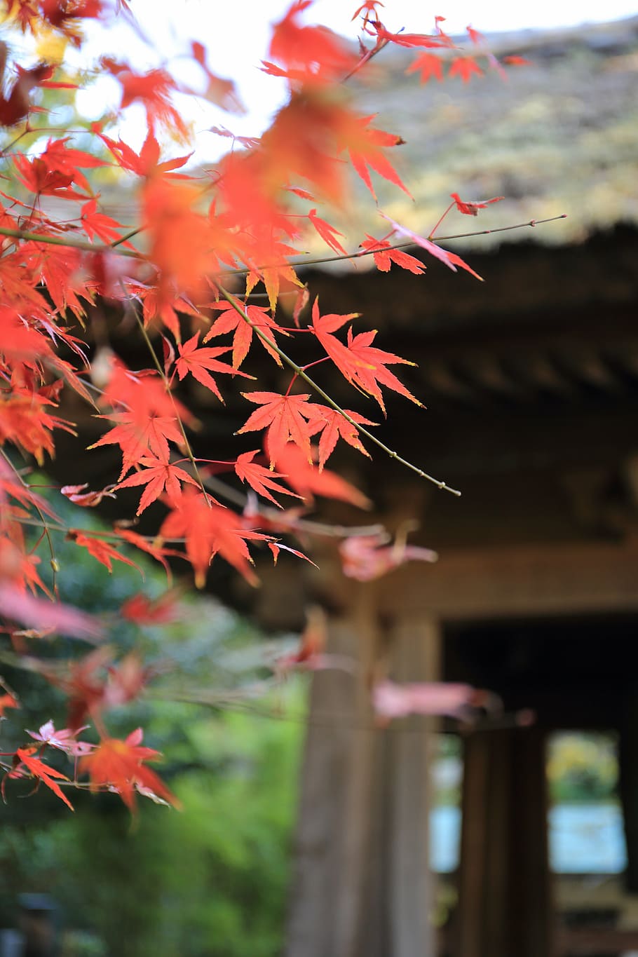 seletiva, fotografia de foco, árvore de bordo, folhas, outono, árvores, natureza, japão, cidade de kyoto, prefeitura de kyoto