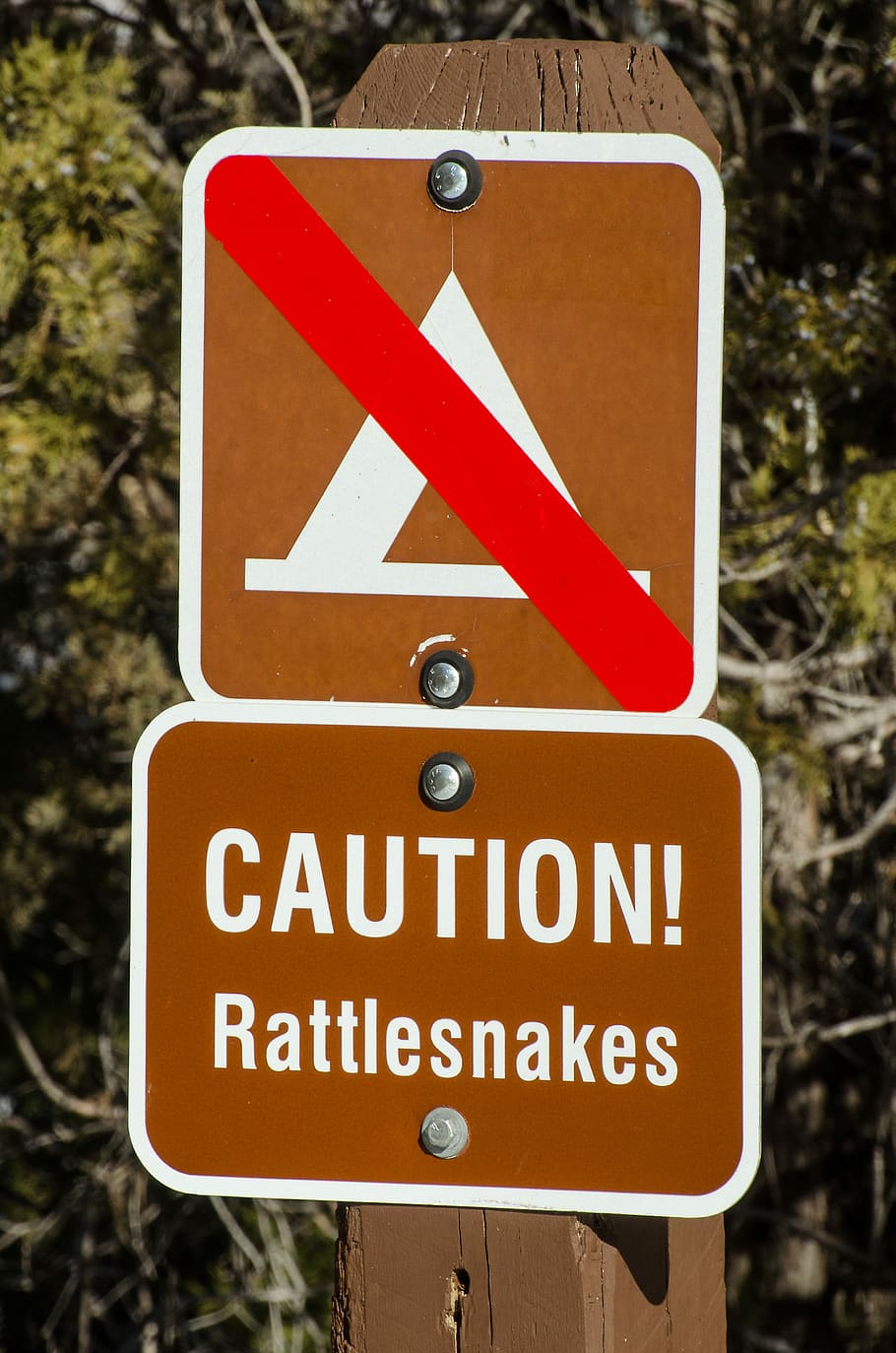 caution rattlesnakes, rattlesnake, Caution, Rattlesnakes, Rattlesnake, caution rattlesnakes, warning, sign, no camping, keep out, snake